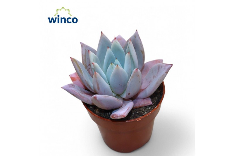 Echeveria mexican giant Echeveria Mexican Giant 1 pp zonder bloem bl. Echeveria mexican giant Echeveria Mexican Giant 1 pp zonder bloem bl.