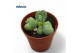 Succulenten Vanheerdea Divergens 