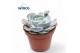Echeveria pollux Echeveria Pollux 1 bl. 
