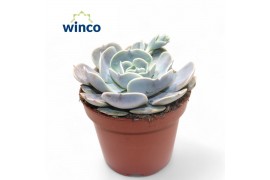 Echeveria pollux Echeveria Pollux 1 bl.