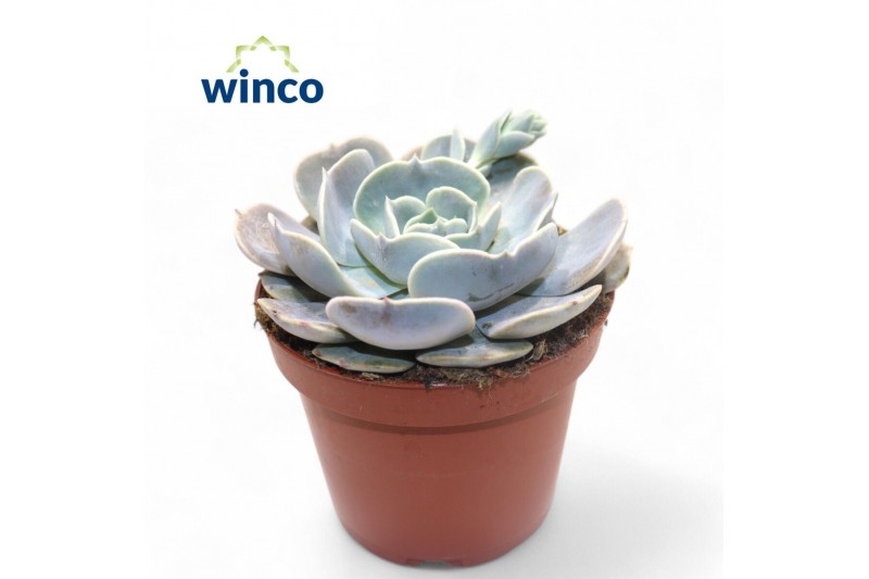 Echeveria pollux Echeveria Pollux 1 bl. Echeveria pollux Echeveria Pollux 1 bl.