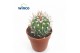 Cactus Echinofossulocactus Multicostatus 1 pp 