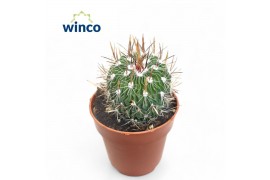 Cactus Echinofossulocactus Multicostatus 1 pp