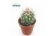 Cactus Echinofossulocactus Multicostatus 1 pp 