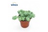 Sedum burrito