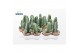Euphorbia Euphorbia Resinifera 
