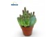 Euphorbia Euphorbia Lugardiae 