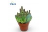 Euphorbia Euphorbia Lugardiae