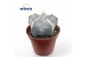 Astrophytum myriostigma