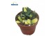 Gasteria Gasteria Bicolor Variegata 1 pp 