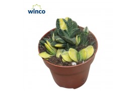 Gasteria Gasteria Bicolor Variegata 1 pp