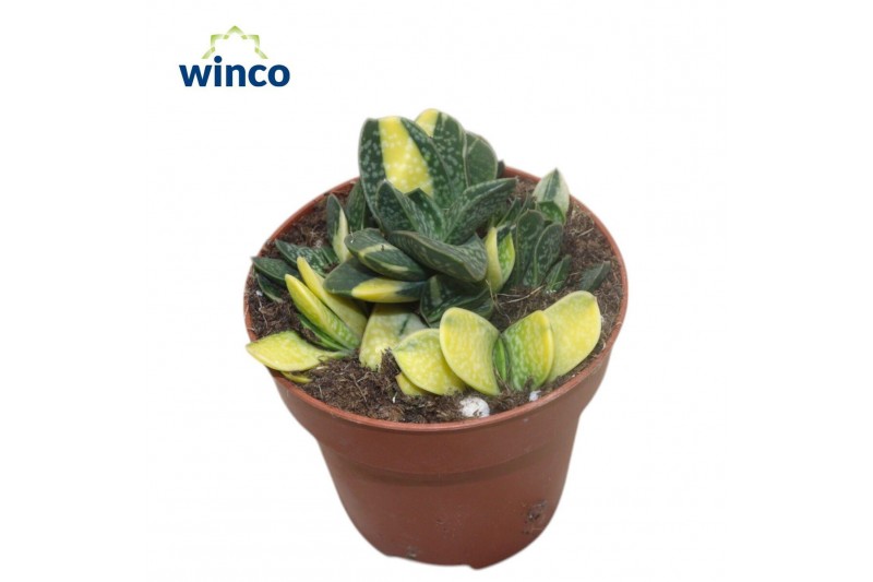 Gasteria Gasteria Bicolor Variegata 1 pp Gasteria Gasteria Bicolor Variegata 1 pp