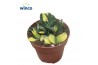 Gasteria Gasteria Bicolor Variegata 1 pp