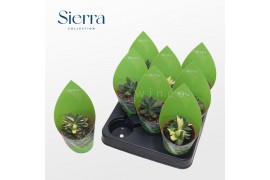 Gasteria Gasteria Bicolor Variagata (Sierra) 1 pp