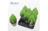 Gasteria Gasteria Bicolor Variagata (Sierra) 1 pp