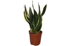Sansevieria trifasciata futura superba Sansevieria Superba 2pp 30-35cm