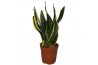 Sansevieria trifasciata futura superba Sansevieria Superba 2pp 30-35cm