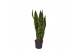 Sansevieria trifasciata laurentii Sansevieria Laurentii 1 pp 