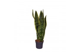 Sansevieria trifasciata laurentii Sansevieria Laurentii 1 pp