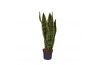 Sansevieria trifasciata laurentii Sansevieria Laurentii 1 pp
