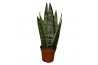 Sansevieria cylindrica Sanseviera Zeylanica Fan 1 pp
