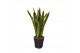 Sansevieria trifasciata laurentii Sansevieria Laurentii 1 pp 
