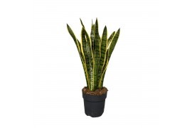 Sansevieria trifasciata laurentii Sansevieria Laurentii 1 pp