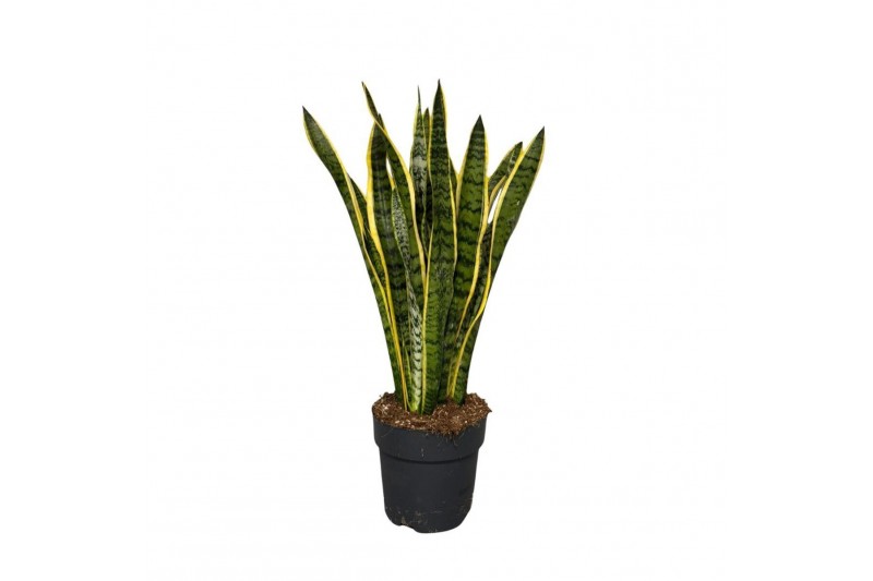 Sansevieria trifasciata laurentii Sansevieria Laurentii 1 pp Sansevieria trifasciata laurentii Sansevieria Laurentii 1 pp
