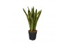 Sansevieria trifasciata laurentii Sansevieria Laurentii 1 pp