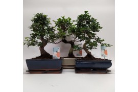 Bonsai mix Traditional