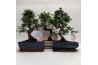 Bonsai mix Traditional