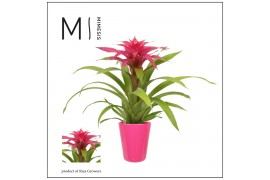Guzmania deseo pink Florence keramiek - Roze