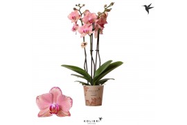 Phalaenopsis oranje Kolibri Orchids Jewel Phalaenopsis Pirate Picotee 