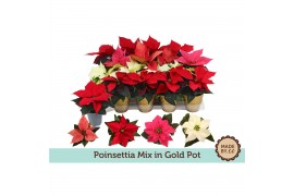 Euphorbia pul. mix Gouden Pot