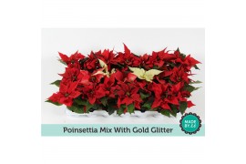 Euphorbia pul. mix + Goud Glitter