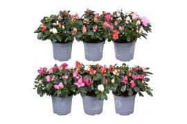 Rhododendron Carnaval 2 kleuren per pot, 2 cm diameter