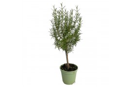 Rosmarinus officinalis op stam