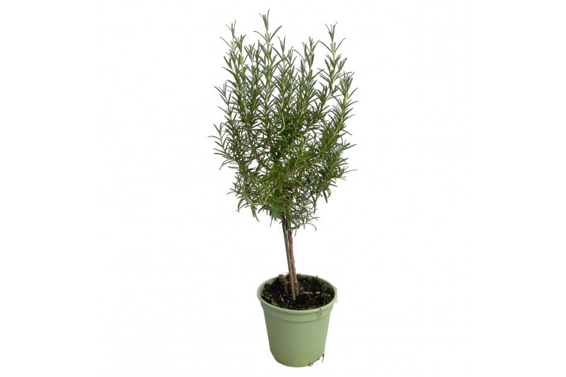 Rosmarinus officinalis op stam 