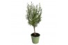 Rosmarinus officinalis op stam