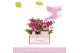 Phalaenopsis multiflora paars Aromio Fruity 2 tak 