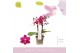Phalaenopsis multiflora paars Aromio Fruity 2 tak 