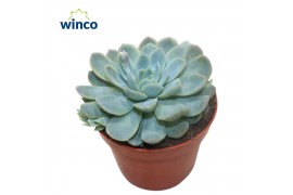 Echeveria Echeveria Zonnestraal 1 bl.