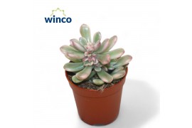 Sedum  rubro. aurora Variegata