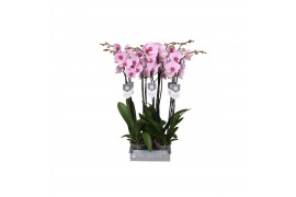 Phalaenopsis washington 2 tak - 18+ bloemen