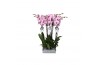 Phalaenopsis washington 2 tak - 18+ bloemen