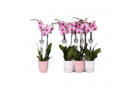 Phalaenopsis anthura washington 2 tak - 18+ bloemen pastel keramiek