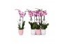 Phalaenopsis anthura washington 2 tak - 18+ bloemen pastel keramiek