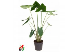 Alocasia zebrina Alocasia Zebrina (NO GAP) 2 pp