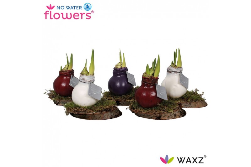 Hippeastrum gewaxt No Water Flowers Waxz® on Wood Mix 2 tak/plnt 