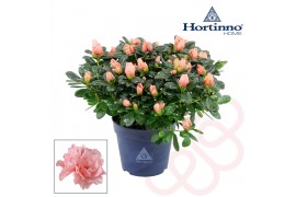 Rhododendron  simsii hortinno christine matton Hortinno® Home roos 25 